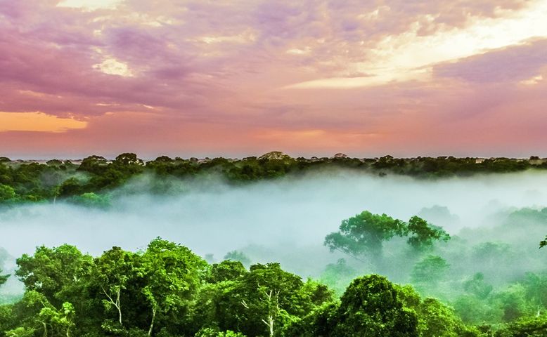 Amazonia jest największym na świecie lasem równikowym