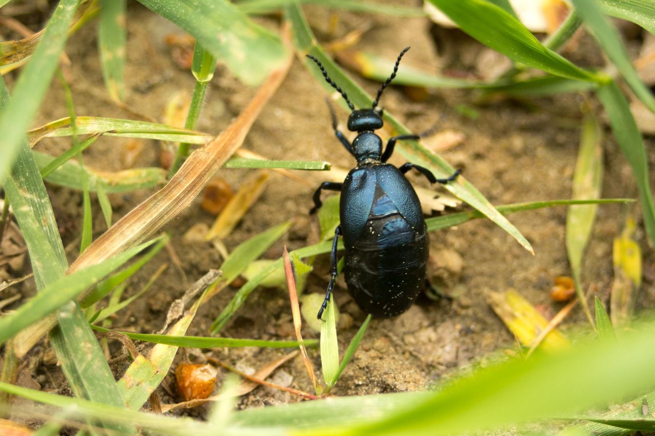 Oleica krówka uważana jest za najdziwniejszego chrząszcza w Polsce