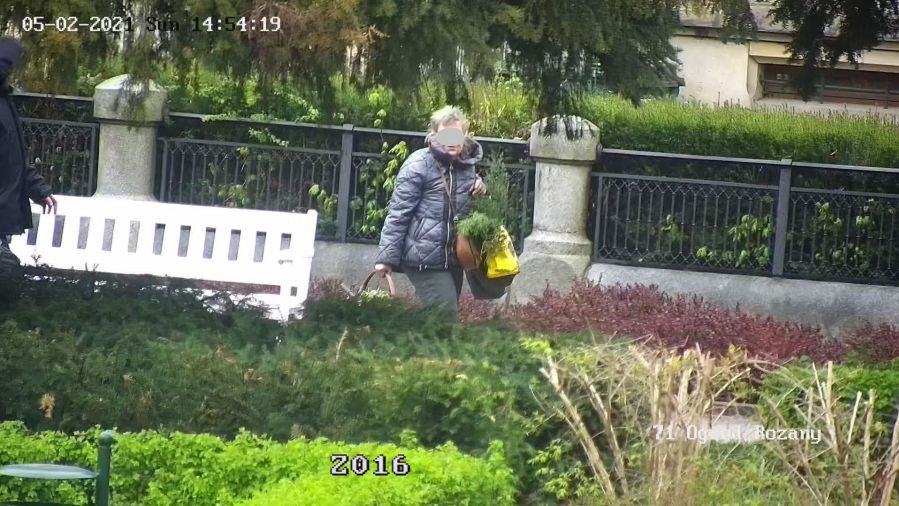 Świdnica. Przedsiębiorcza seniorka wpadła przez monitoring. Na potęgę kradła rośliny z Ogrodu Różanego