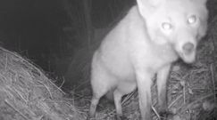 Nocne życie w Bieszczadach. Nagranie z Baligrodu