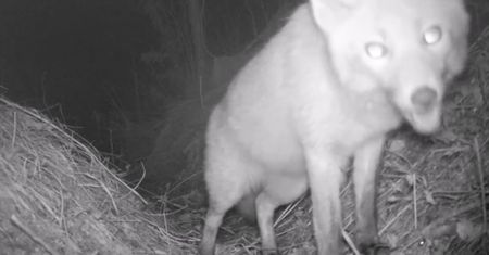Nocne życie w Bieszczadach. Nagranie z Baligrodu