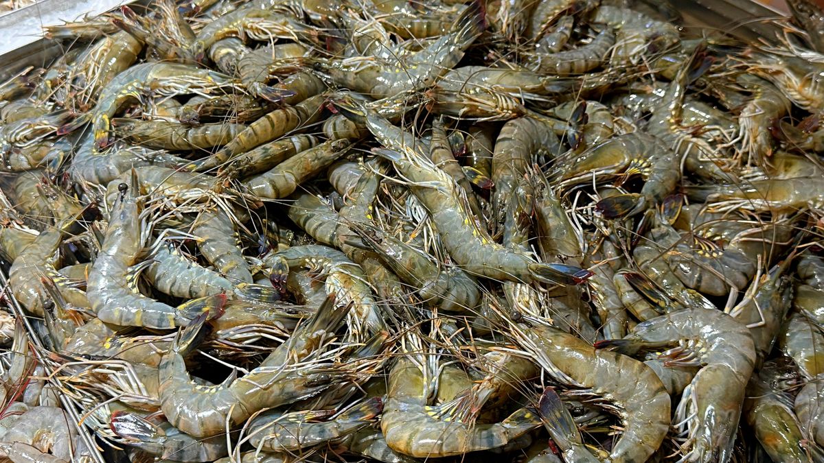 Krewetki to coś więcej niż niskokaloryczne źródło białka.