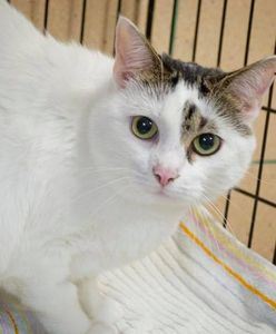 Paluch ponownie otwarty dla chcących zaadoptować zwierzę