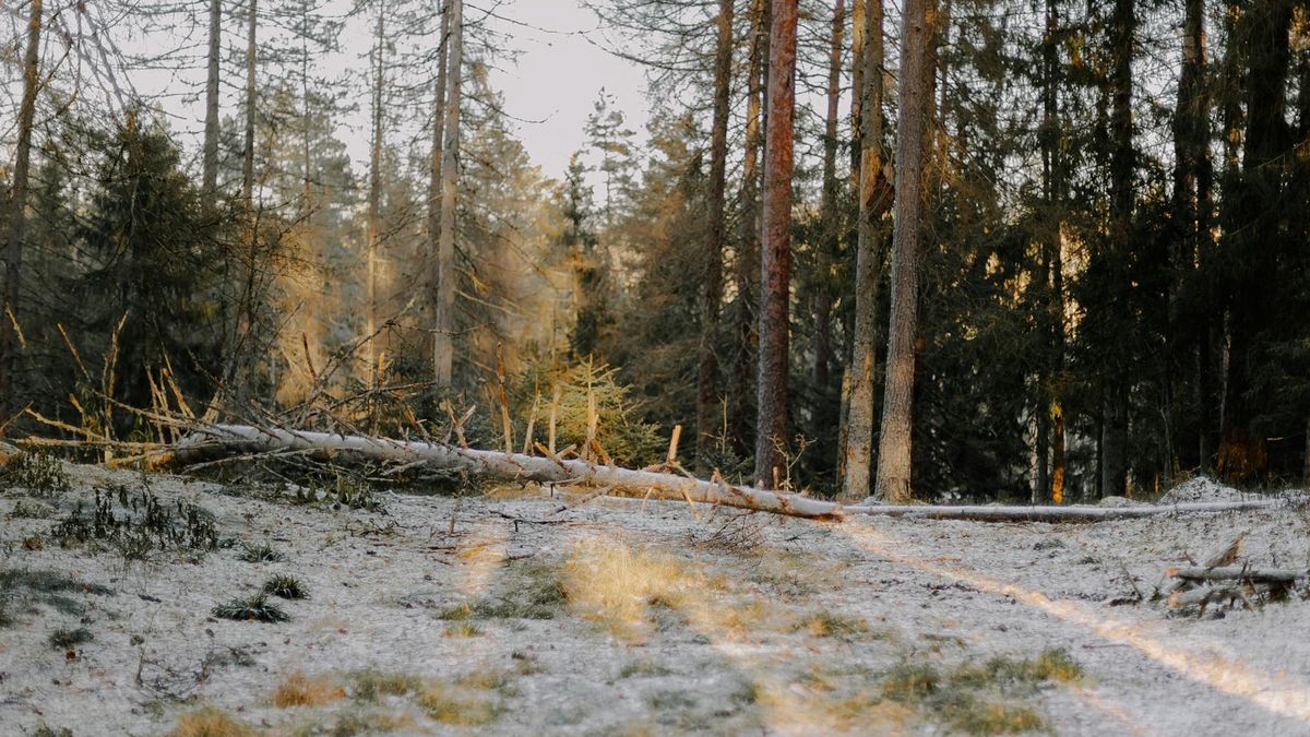 Synoptycy zapowiadają mgły i przymrozki 