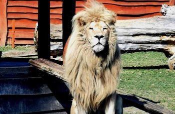 Smutne wieści z Borysewa. "Przez wiele lat był symbolem oraz królem"