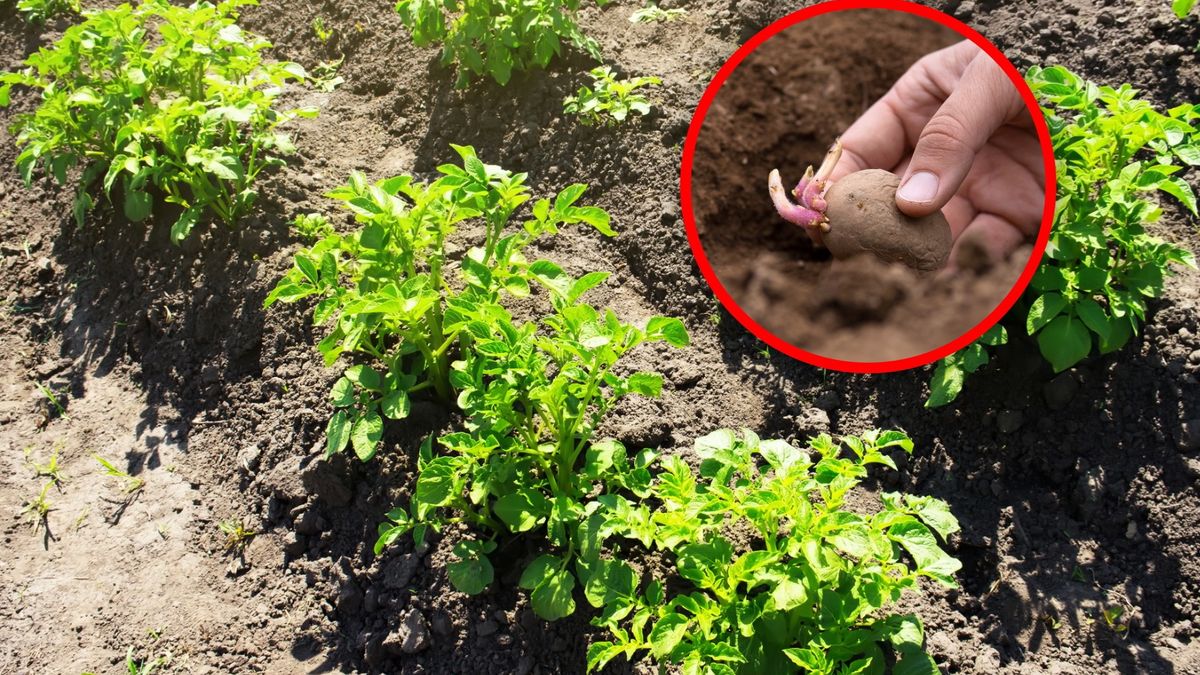 Kiedy sadzić ziemniaki?