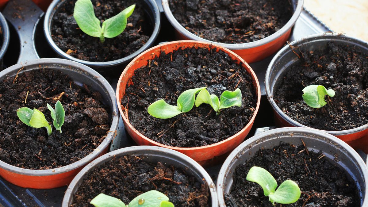 Rozpoczął się sezon w gospodarstwach warzywniczych