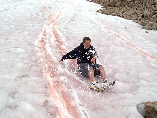 Naukowcy zjawisko to nazywają "watermelon snow" - arbuzowy śnieg