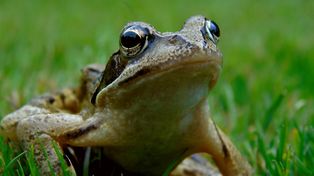 Magurski Park Narodowy ratuje płazy. Akcja "żaba" ma zminimalizować śmiertelność płazów na drogach podczas wiosennych migracji