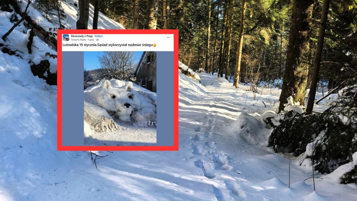 Śnieżny niedźwiedź z Bieszczad podbił sieć