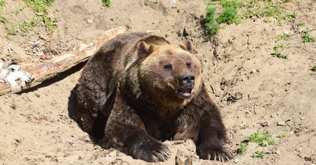 To pierwszy taki wyrok w Polsce. Znęcali się nad niedźwiedziem Baloo
