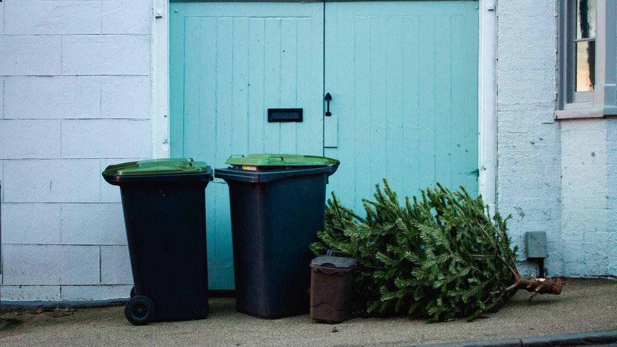 Leśnicy przypominają, że choinka nie musi trafić na śmietnik
