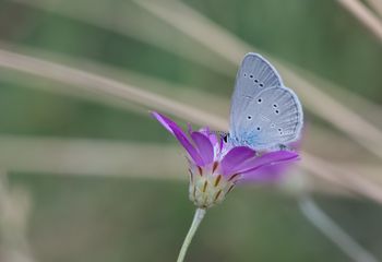 Ptak czy motyl? Na łąkach były ich tysiące! Chodzi oczywiście o modraszki
