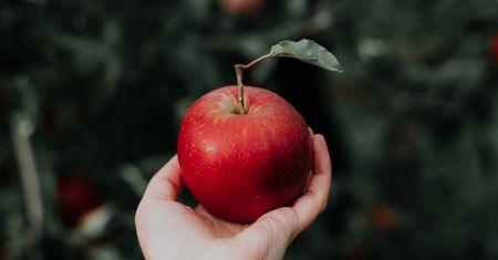 Jabłka na jesień i zimę. Nietypowe pomysły na jabłkowe przysmaki