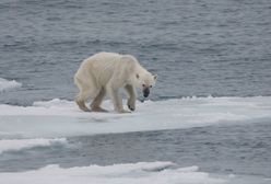 Naukowcy: do 2100 roku wyginą niedźwiedzie polarne