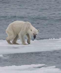 Naukowcy: do 2100 roku wyginą niedźwiedzie polarne