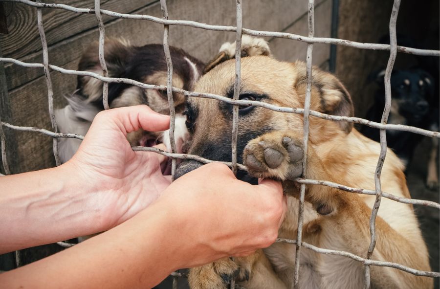 Całodobowe Animal Helper już działa