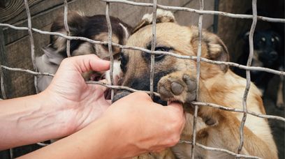 Całodobowa aplikacja ku pomocy zwierzętom. Czym jest Animal Helper?