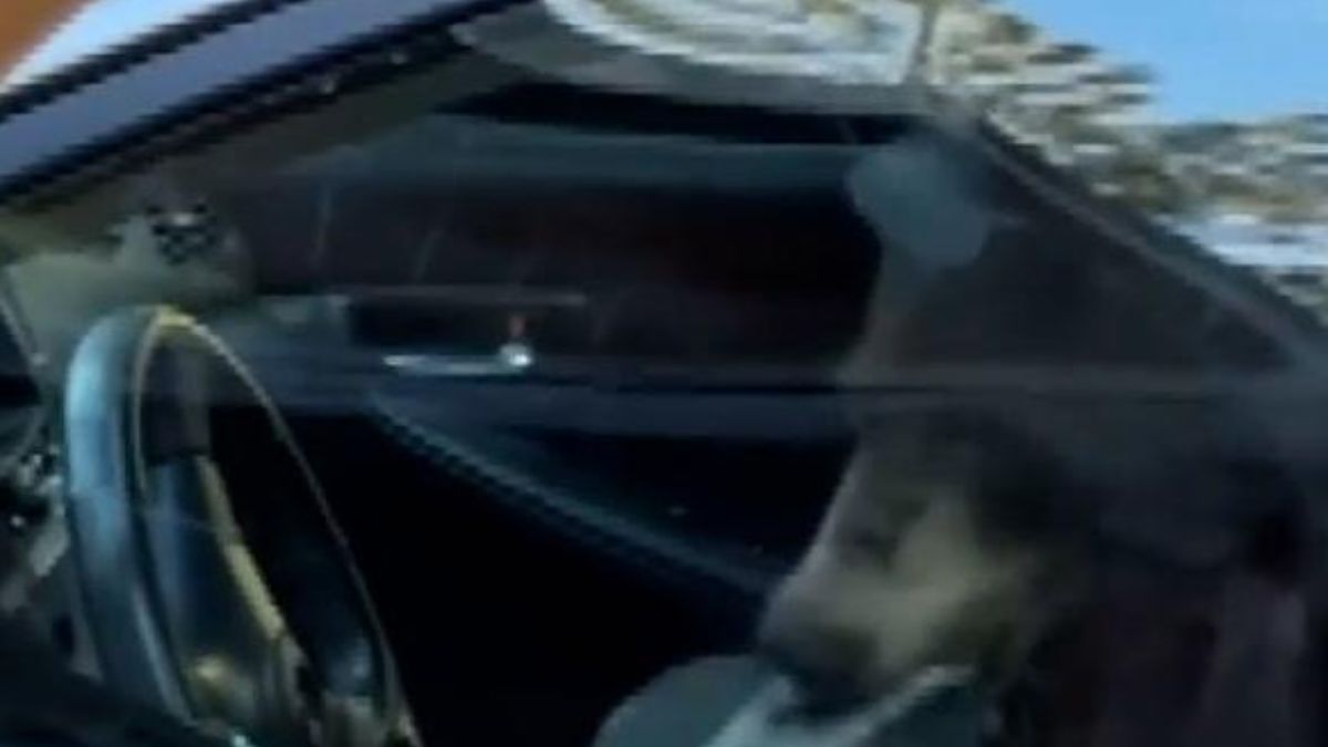 Mały niedźwiadek zniszczył samochód, w którym się zatrzasnął 