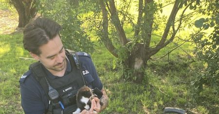 Kobieta zakopała kota żywcem. Nie wytrzymała tego jej córka