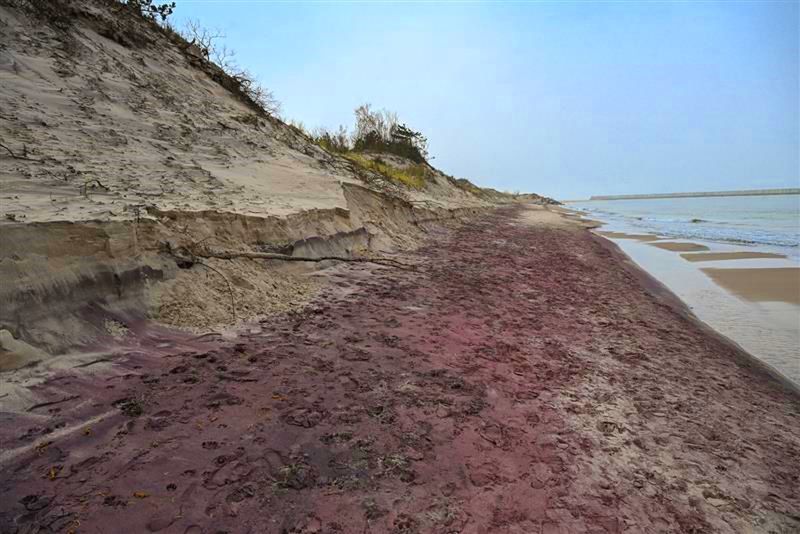 Wyjątkowy widok nad Bałtykiem. Plaża przybrała fioletowy kolor