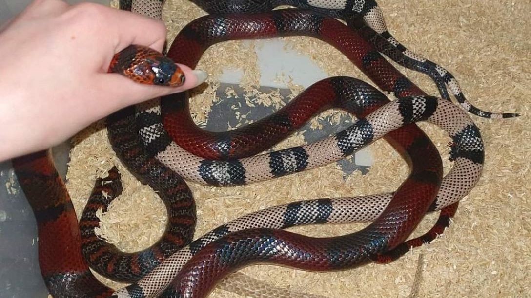 Z piwnicy zniknęło 40 węży 