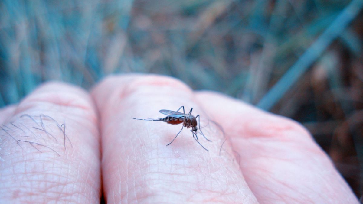 W tym roku komary mają być mniej groźne