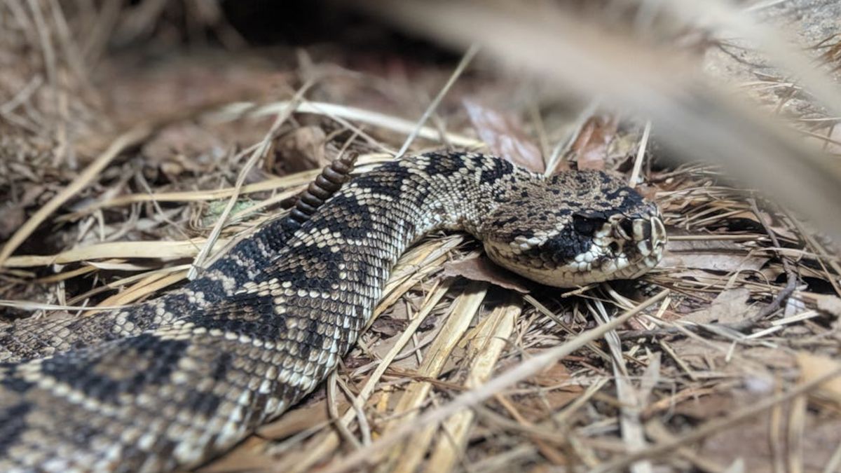 Zmarł po ukąszeniu żmii.