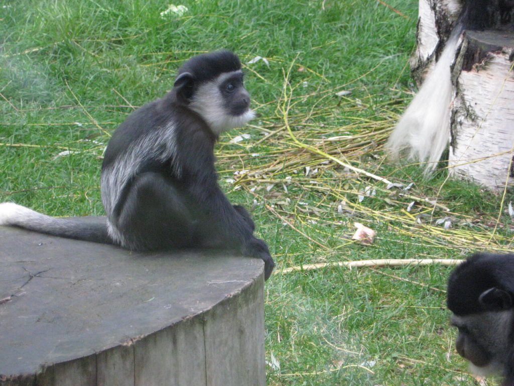 Śląski Ogród Zoologiczny w Chorzowie