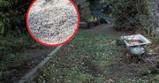 Dodaj kilka łyżek do gleby. Zamieni się niemalże w czarnoziem