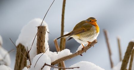 Co robią zwierzęta, żeby przygotować się na zimę?