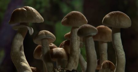 Ten dokument powstał na bazie 15 lat kręcenia filmów poklatkowych o… grzybach