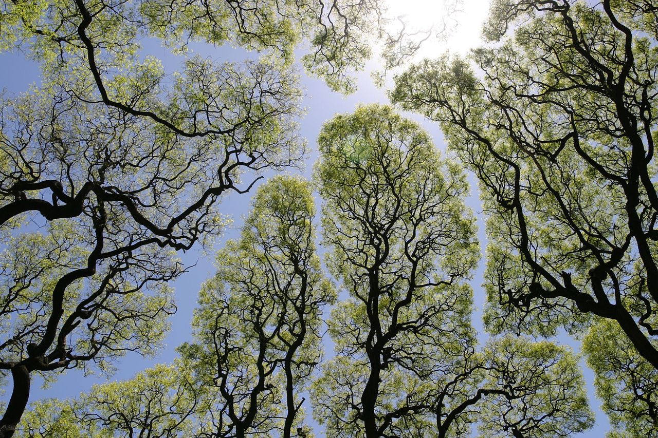 Nieśmiałość koron drzew. Niesamowite zjawisko – rośliny unikają dotykania się gałęziami