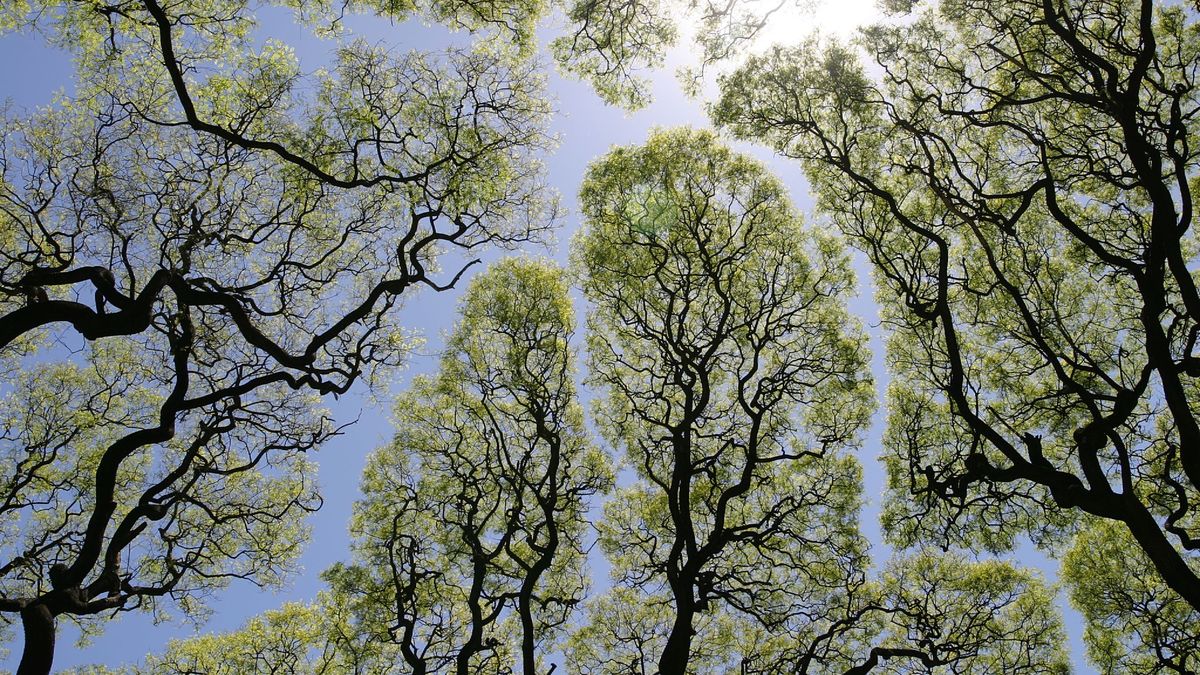 Nieśmiałość koron drzew. Niesamowite zjawisko – rośliny unikają dotykania się gałęziami 1