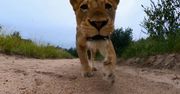 Lwica ukradła GoPro i poszła w długą. Nagrała przy tym niezły film