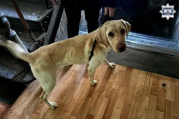 Policja odebrała skrajnie zaniedbane psy. Właścicielce grozi więzienie