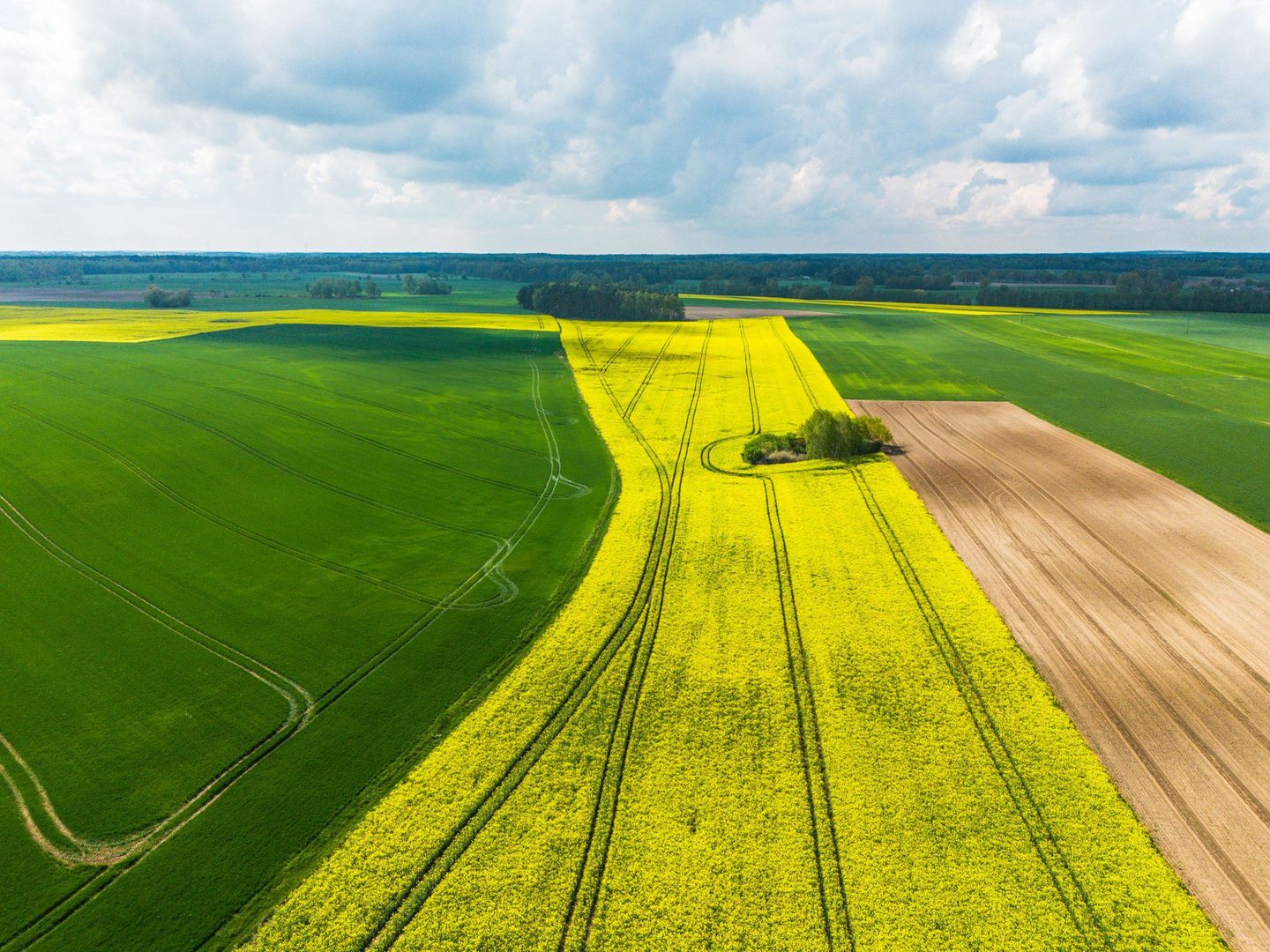 Takie malownicze widoki można już podziwiać w Wielkopolsce. Kwitnące pola rzepaku co roku robią ogromne wrażenie. Zobacz wszystkie zdjęcia! Więcej zdjęć poniżej.
