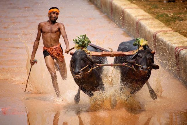„Wyścigi bawołów", Indie.