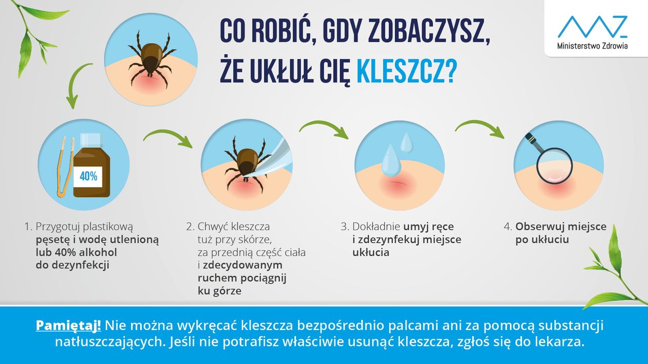 Sposób na bezpieczne usunięcie kleszcza. 