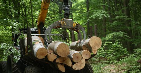 Cudzoziemcy kupują lasy? Jest reakcja rządu