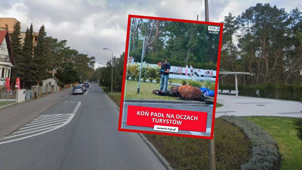 Śmierć konia w Świnoujściu