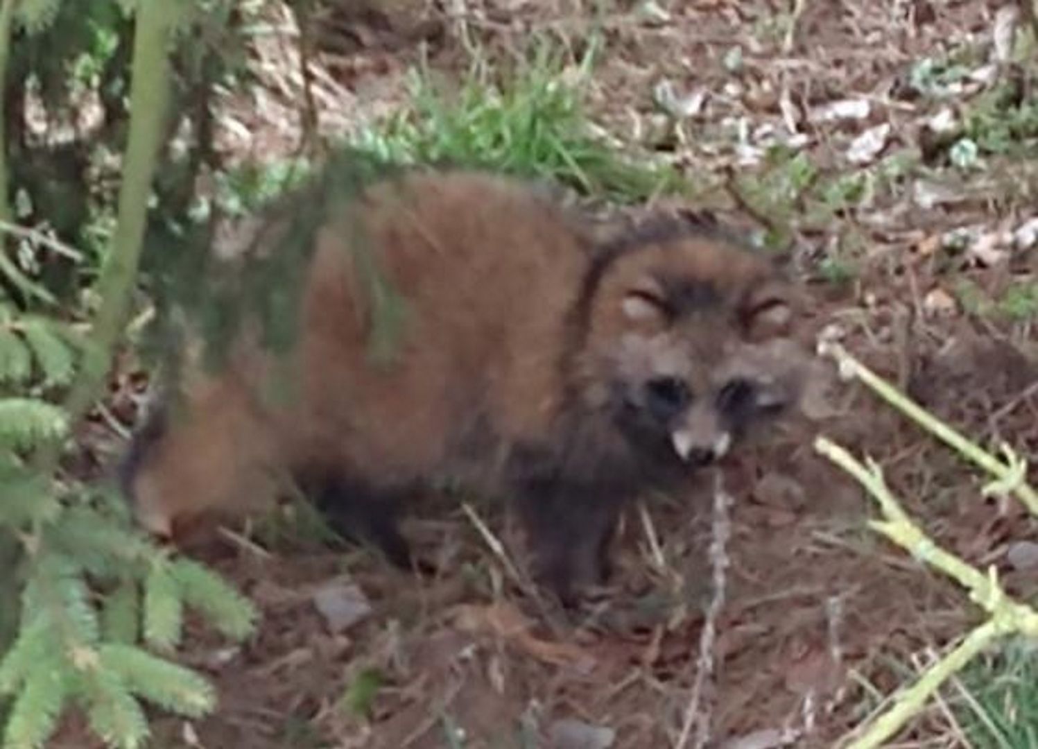 Inwazyjny gatunek w Gdańsku. Nie został wypuszczony na wolność. Wideo