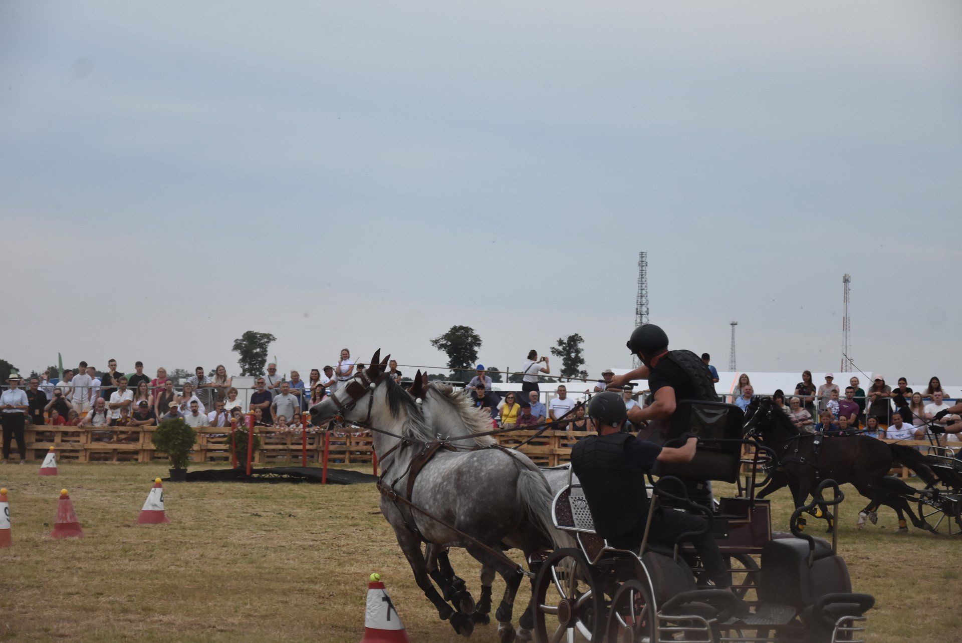 Wyścigi zaprzęgów
