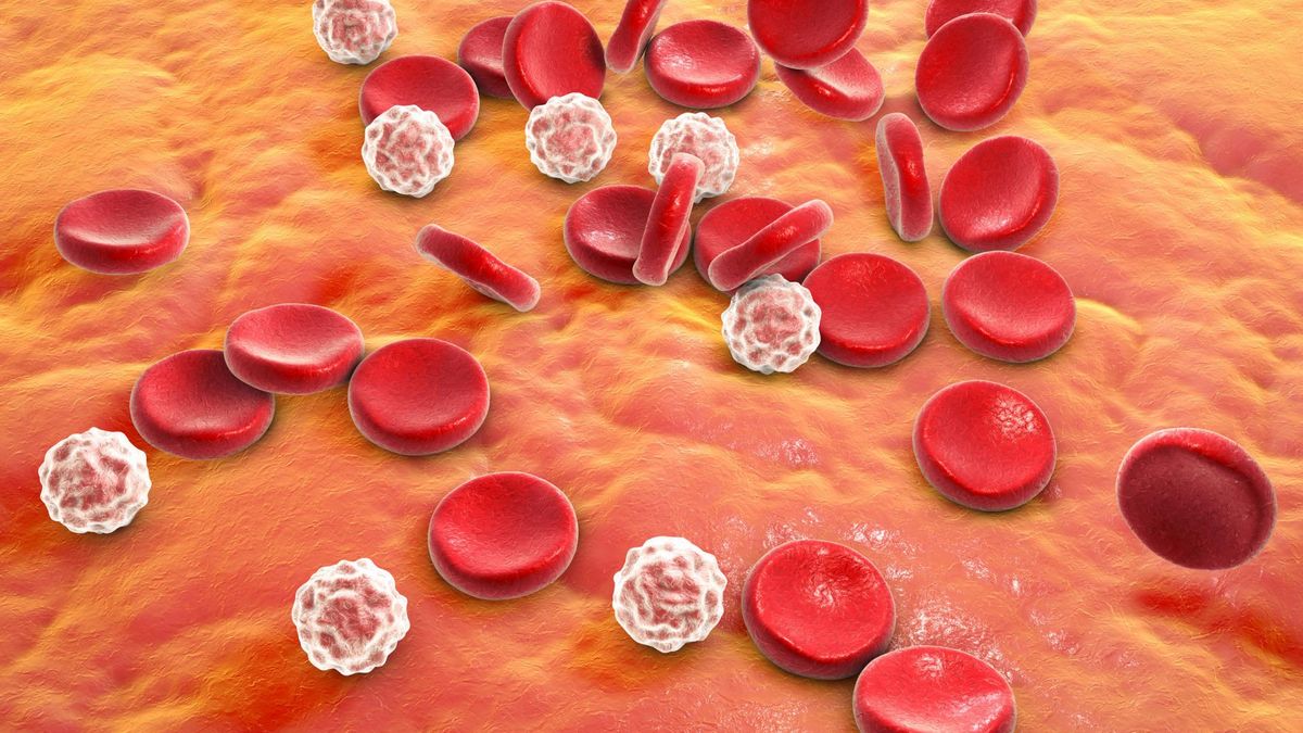 Leukocyty, czyli białe krwinki pełnią wiele funkcji obronnych w organizmie człowieka