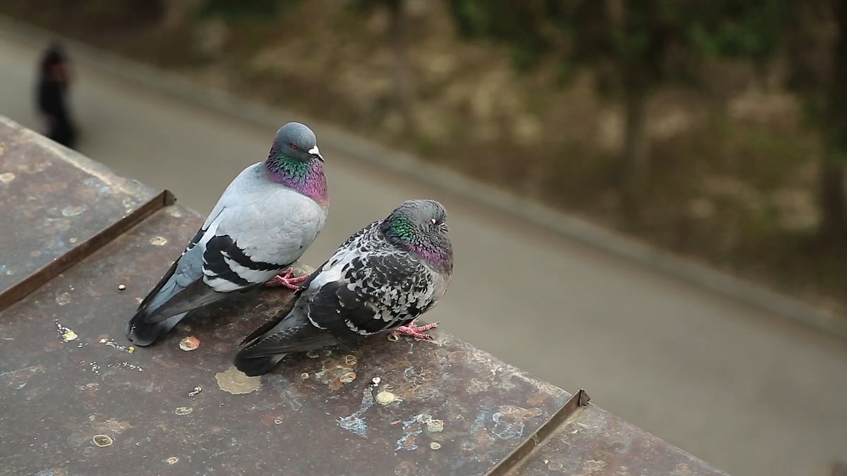 Gołębie przenoszą wiele groźnych chorób