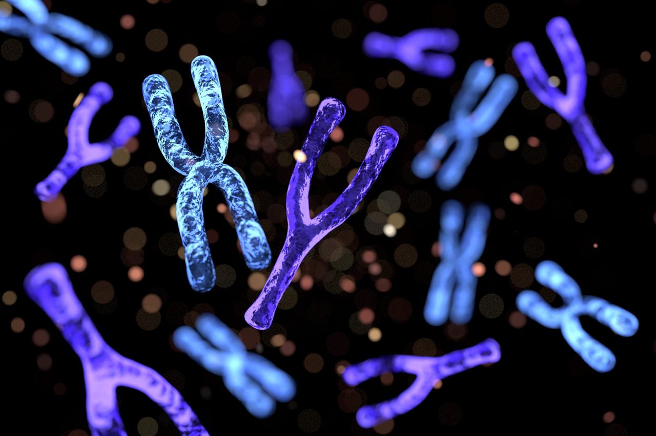 Chromosomy X i Y determinują płeć