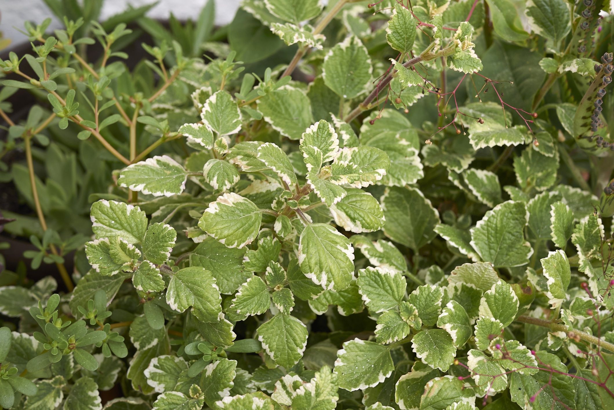 Plectranthus coleoides close upvariegated leaves of Plectranthus coleoides plantseven75trailing plant, fragrant leaves, swedish ivy, swedish begonia, plectranthus coleoides