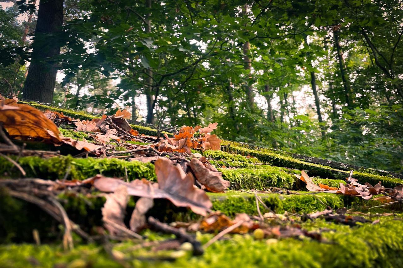 Przedzimie zbliża się do Polski. Ostatnie takie dni w pogodzie