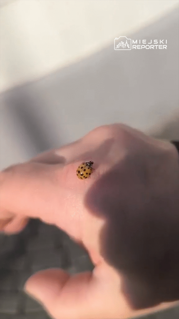 Żółta biedronka z czarnymi plamkami wspina się po dłoni człowieka na tle jasnej powierzchni.