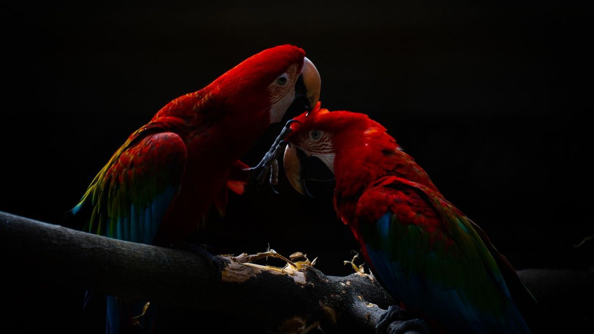 Martwe zwierzęta w sklepie zoologicznym